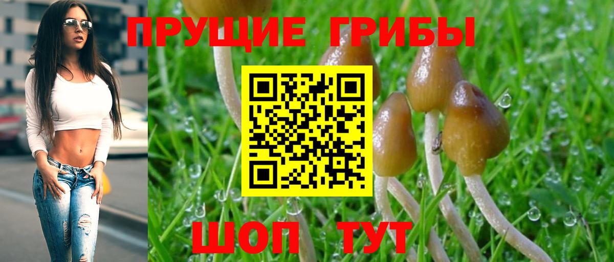 Галлюциногенные грибы Psilocybe Ревда